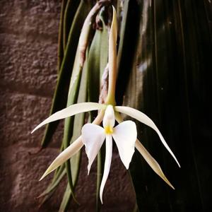 Epidendrum parkinsonianum