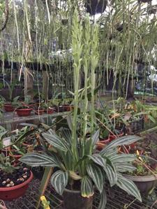 Sarcoglottis sceptrodes