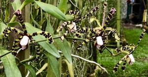 Arachnis flos-aeris var. gracilis