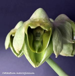 Catasetum macroglossum