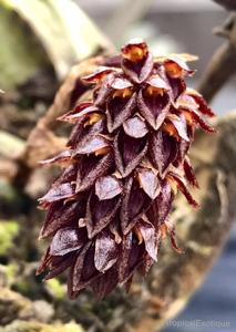 Bulbophyllum tricorne