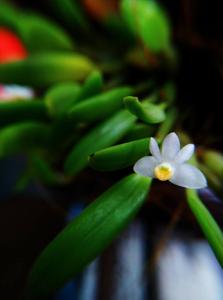 Dendrobium funiforme