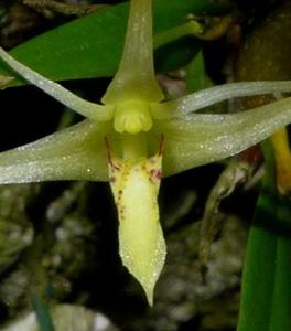Dendrobium anisobulbon