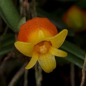 Mediocalcar decoratum