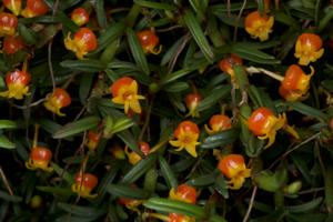 Mediocalcar decoratum