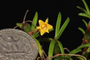 Mediocalcar decoratum