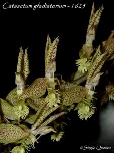 Catasetum gladiatorium