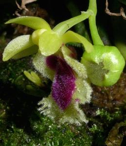 Gastrochilus retrocallus