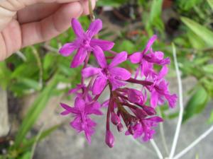 Epidendrum jamiesonis