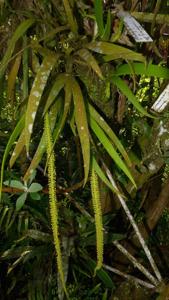Hippeophyllum scortechinii