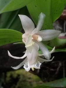 Cylindrolobus neglectus