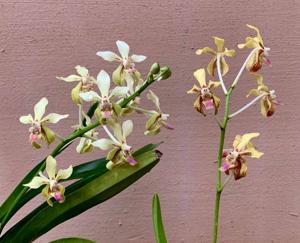Vanda lamellata var. remediosae