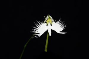 Pecteilis radiata