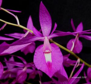 Barkeria scandens