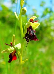Ophrys insectifera