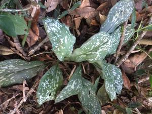 Mesadenella cuspidata