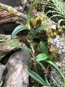 Mediocalcar paradoxum subsp. robustum