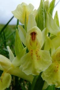 Dactylorhiza sambucina