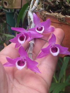 Dendrobium parishii