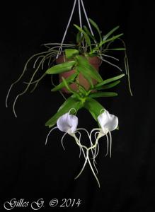Angraecum germinyanum