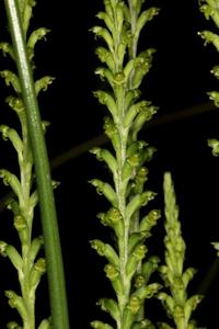 Microtis media subsp. media