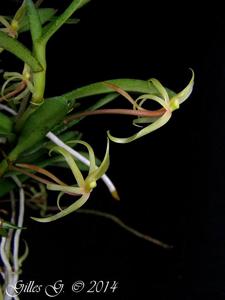 Angraecum moandense