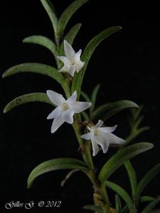 Angraecum pectinatum