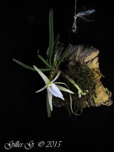 Angraecum peyrotii