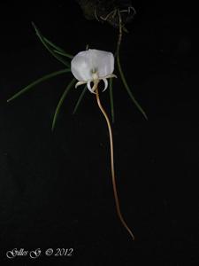 Angraecum pseudofilicornu