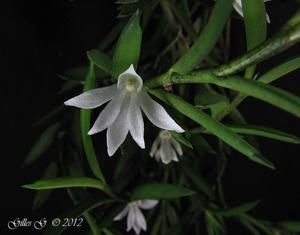 Afropectinariella pungens