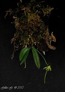 Angraecum rhynchoglossum