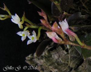 Angraecum rubellum