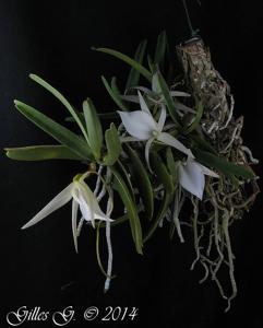 Angraecum rutenbergianum