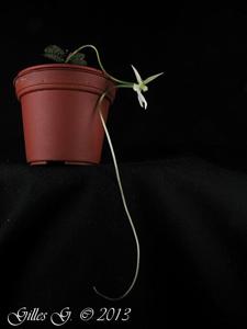 Angraecum urschianum