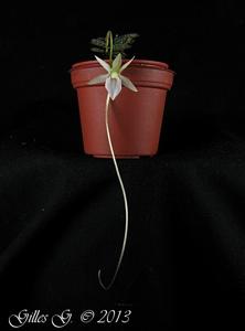 Angraecum urschianum