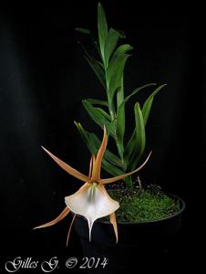 Angraecum viguieri