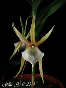 Angraecum viguieri