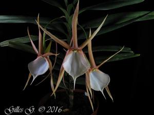 Angraecum viguieri