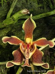 Paraphalaenopsis labukensis