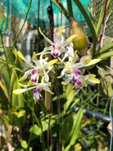 Dendrobium canaliculatum