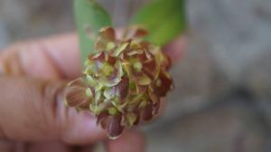 Epidendrum fruticosum