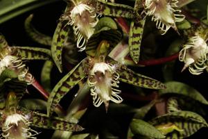 Catasetum semicirculatum
