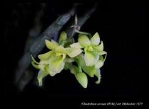 Dendrobium cerinum