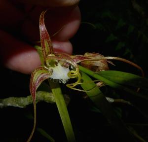 Dendrobium polyschistum var. graminiforme