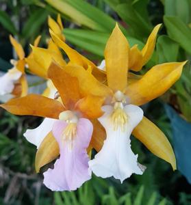 Miltonia clowesii