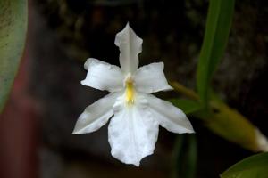 Miltonia moreliana