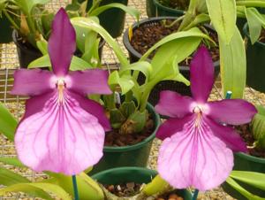 Miltonia moreliana