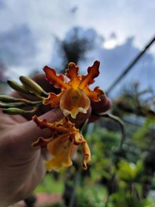 Myrmecophila christinae