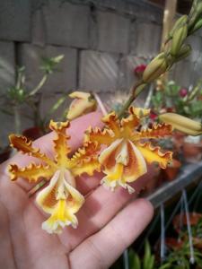 Myrmecophila christinae