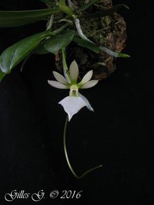 Neobathiea grandidieriana